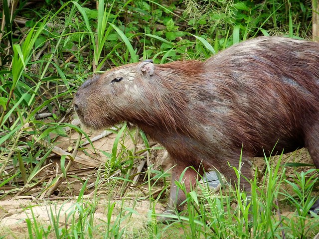 Capybara- Manu River, Peruvian Amazon