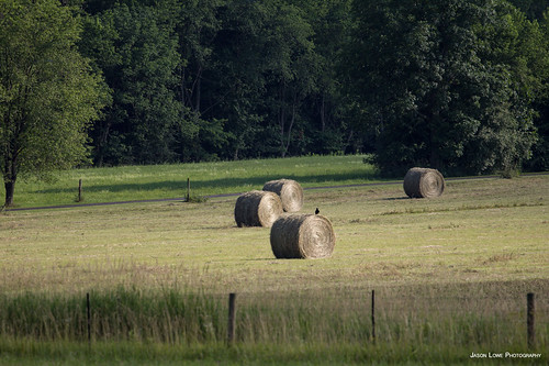 summer field rural countryside farm country farming pasture americana hay bales rolled rotoballe