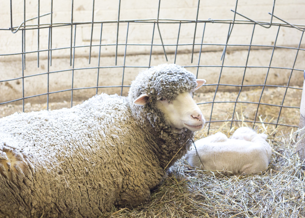 sheep2
