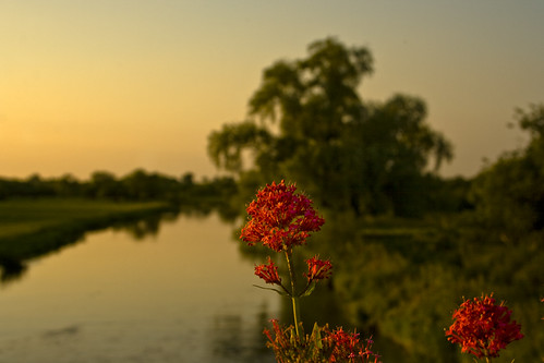 ireland sunset sky flower tree nature canon river landscape kildare kilkea