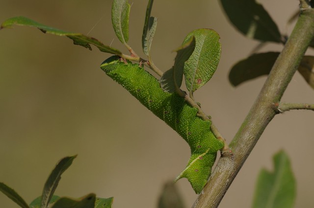 IMGP3266 Poplar Hawk Moth Caterpillar, Frampton Marsh, August 2016