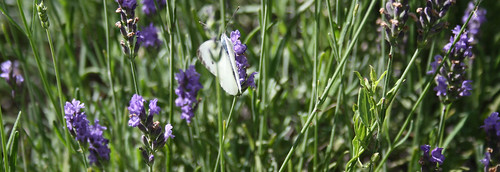 bandeau papillon | TESA31 | Flickr