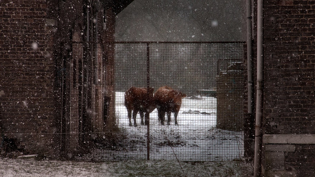two cows in snow