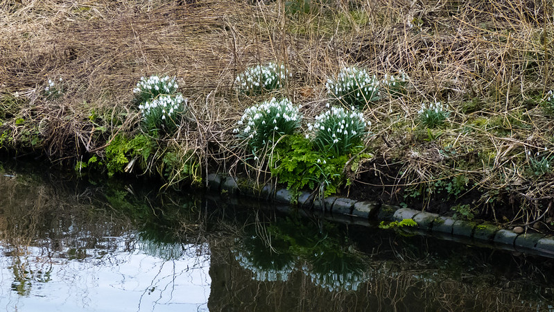 Snowdrops, Mops Farm Bridge
