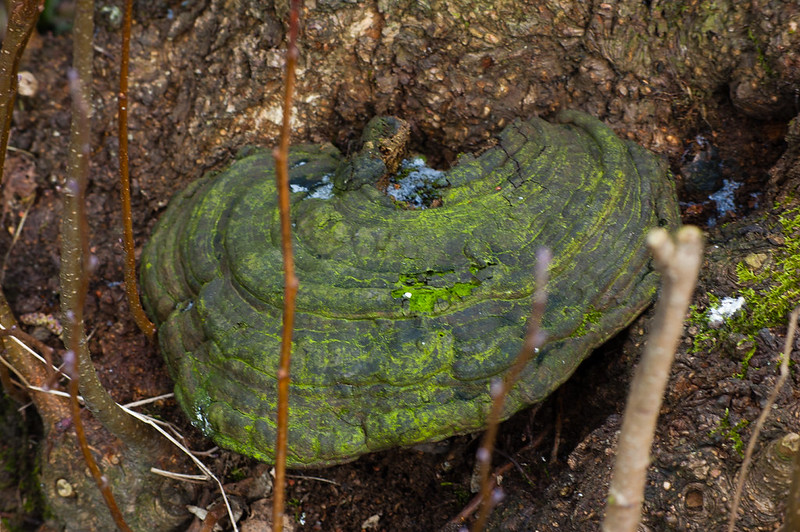 Algae-decked old bracket fungus