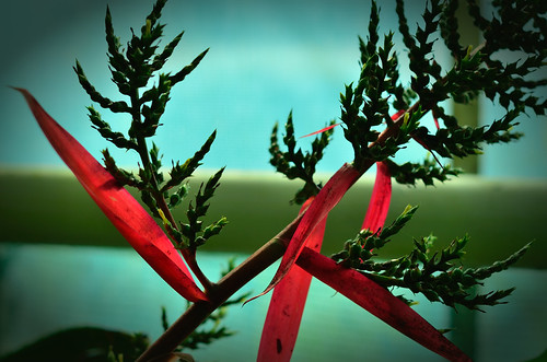 botany | by kat.gherberey
