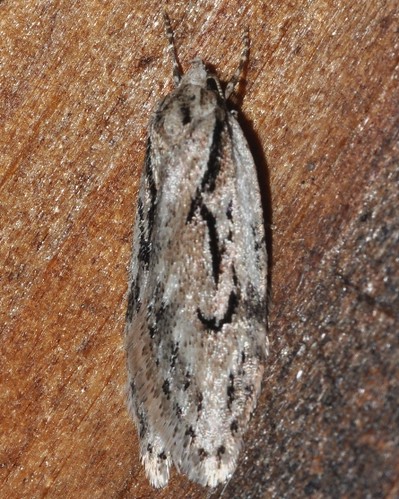 00916 Grass Miner Moth | Semioscopis aurorella: Wikipedia | Flickr