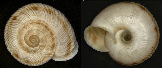 Chilostoma ziegleri (Rossmaessler, 1836)