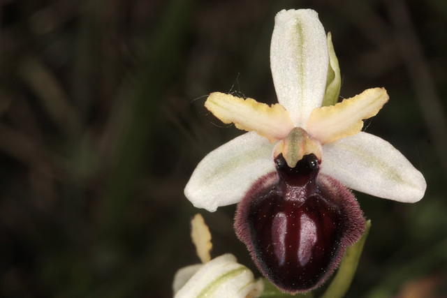 Ophrys passionis /Ophrys de la passion/Orchidaceae