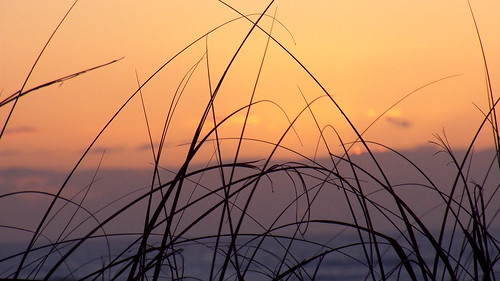 morning sky clouds sunrise reeds weeds florida fl melbournebeach brevard kodka z990