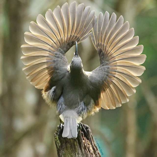 Bird of Paradise Juvenile