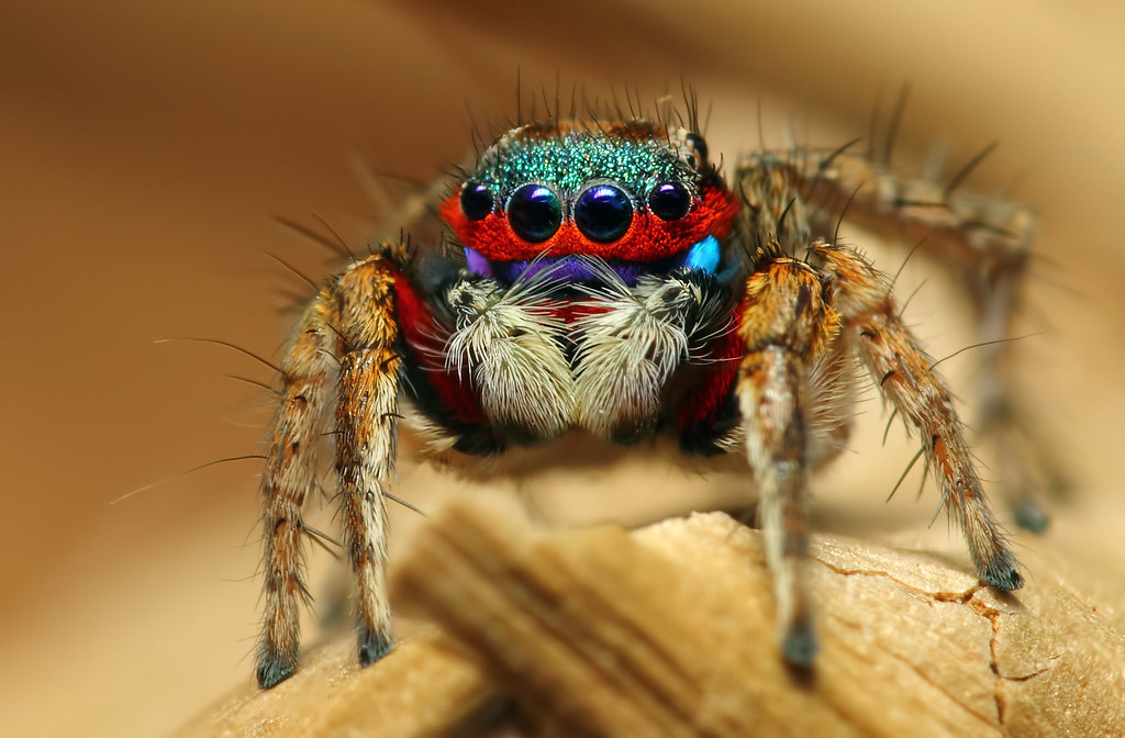 Colorful Jumping Spider