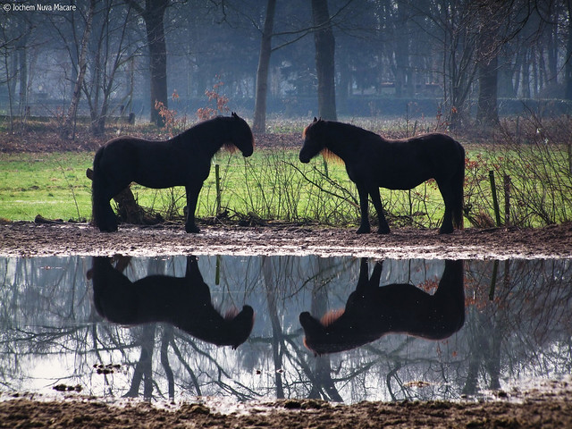 Beautiful waterreflections of these horses in a misty morning. Fairy tales are real right!