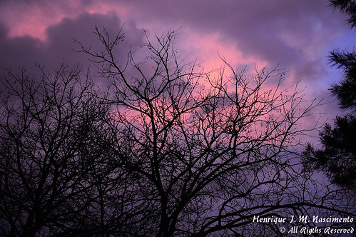 Rose sky by Henrique J. Marques Nascimento, light sunset pordosol sky tree rose lights nikon pôrdosol late henrique nikond90 nikon18015