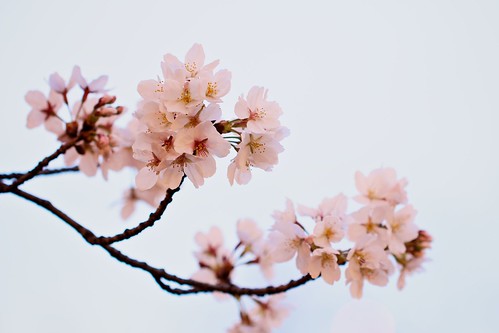 flower japan spring sakura cherryblossoms hanami
