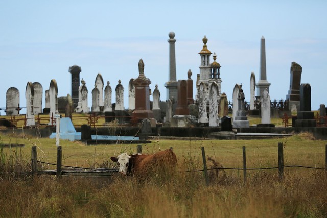 Waipu Historical Cemetery and Hereford Cattle Beast Northland New Zealand