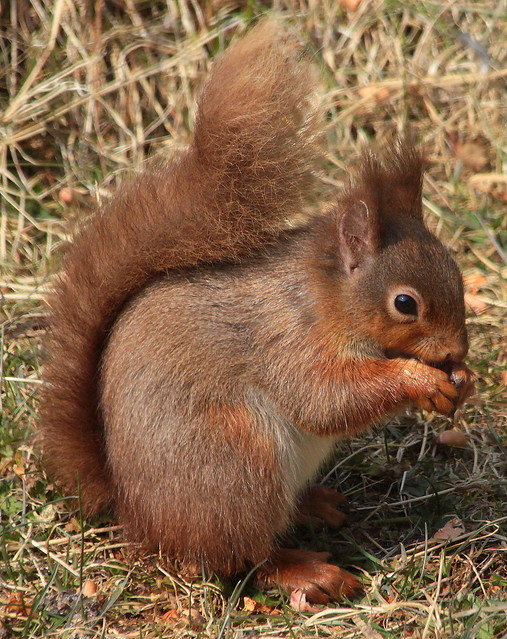Canon EOS 60D.Canon 70-300mm Lens.Red Squirrel In My Very Windy Back Garden.April 8th 2013.