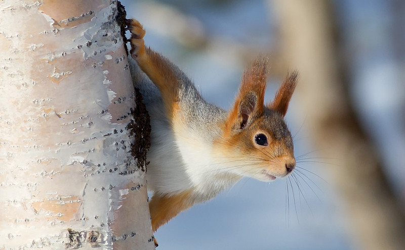 "Northern" Red Squirrel