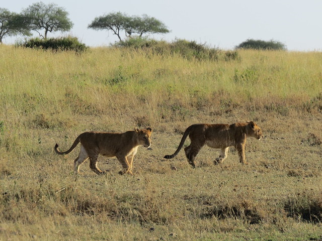 Lionesses On The Prawl