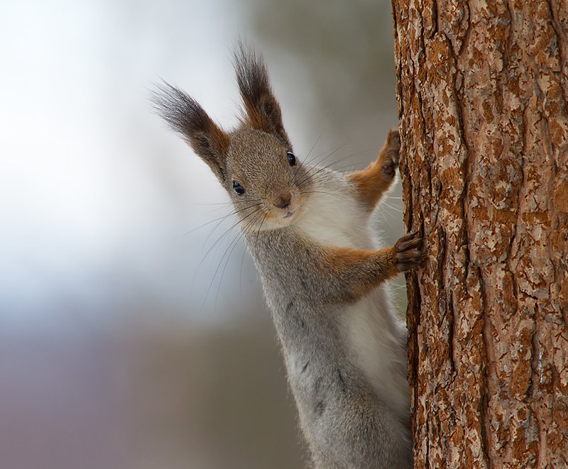 Northern Red Squirrel