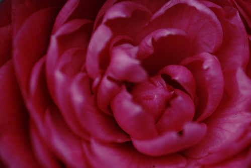 茶花 camellia | by ddsnet