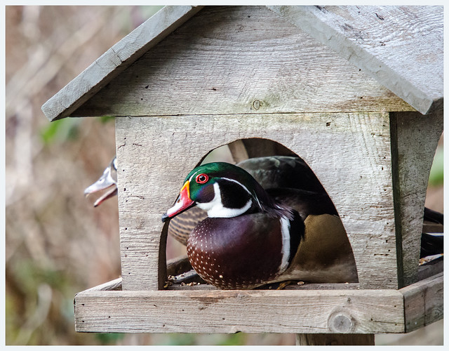A Wood Duck and his Mate