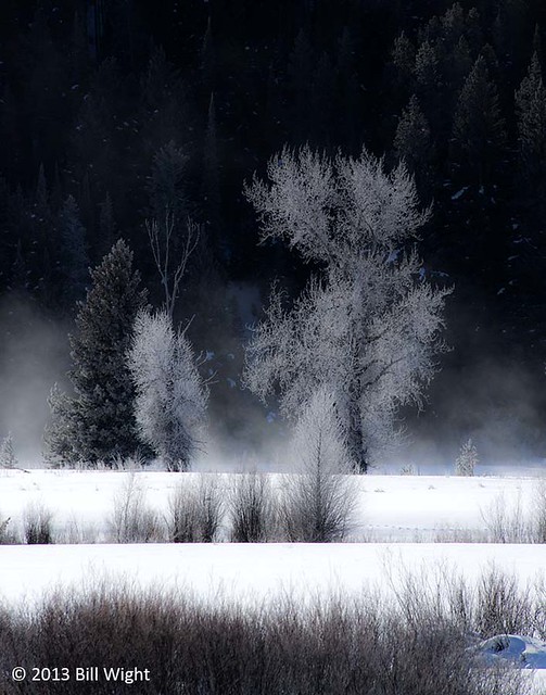 Grand Teton Winter Trees
