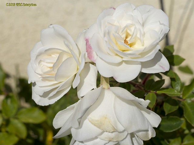GH3 White Roses Soft Image Flower