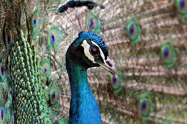 Pfau - peacock