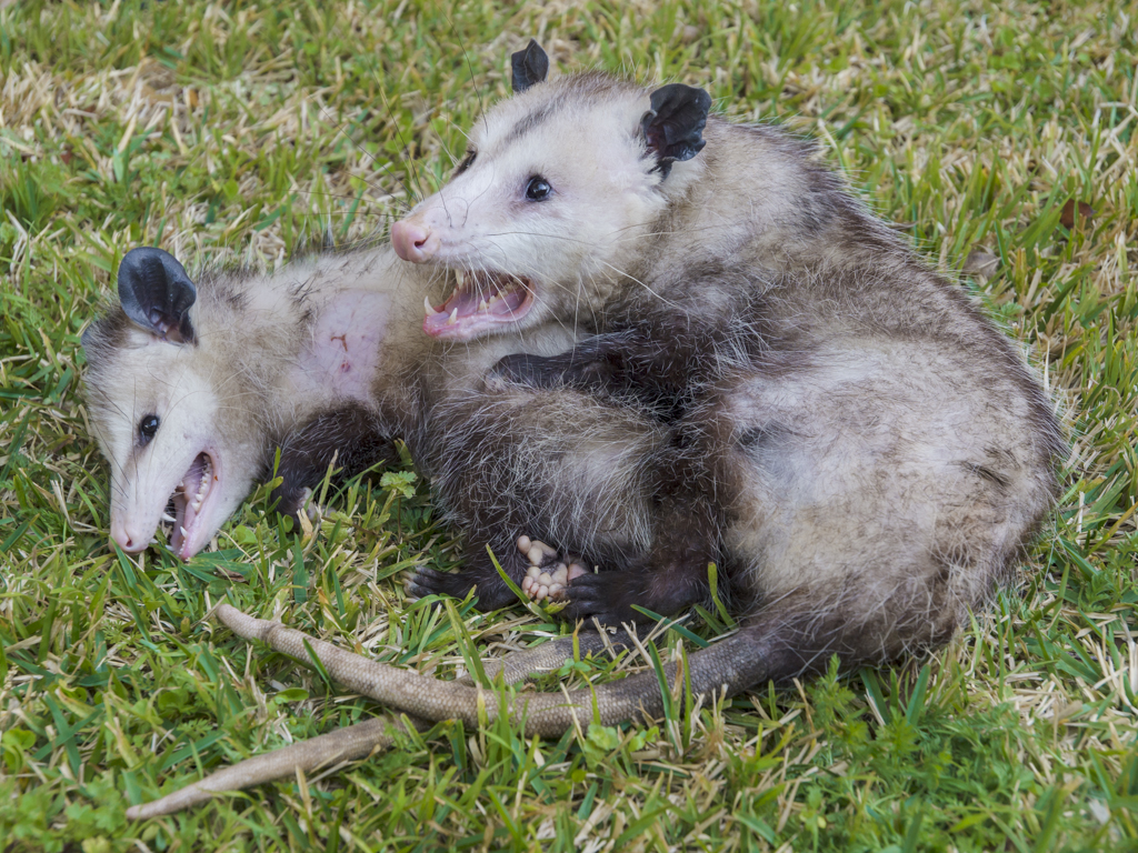 15+ Awesome Possums And Opossums | Bored Panda