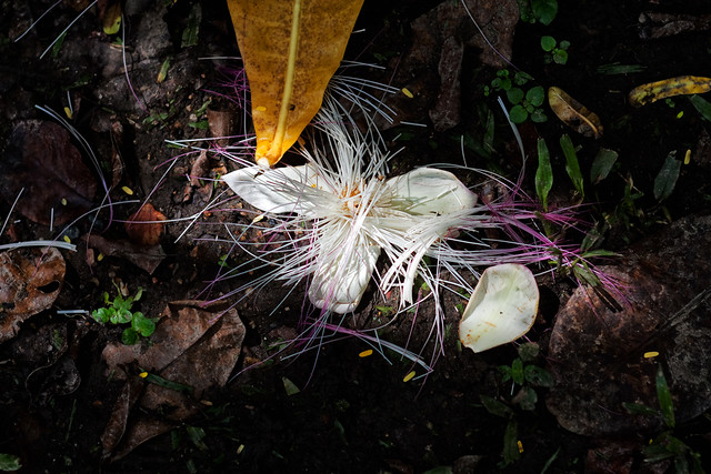 Barringtonia asiatica - 2nd fallen flower