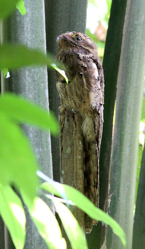 Long-tailed Potoo 121115 Nyctibius aethereus | by Langham Birder