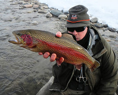 colorado-rainbow-trout