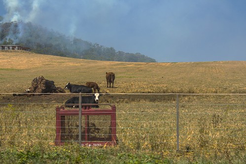 field canon landscape fire cow cows 1855mm bushfire 650d t4i