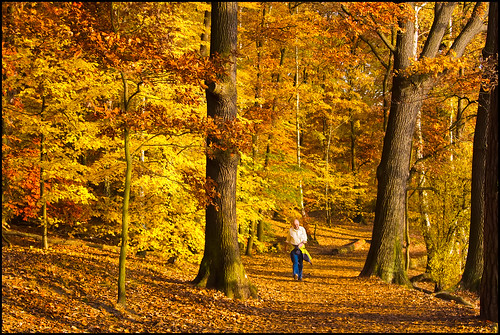 autumn orange lake plant tree berlin fall forest germany landscape lago deutschland place laguna 2011 canonef28135is canon7d mygearandme mygearandmepremium