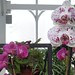 Phaleonopsis orchids