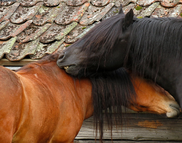 20120801_4k Black horse scratching bay horse | Southern Norway