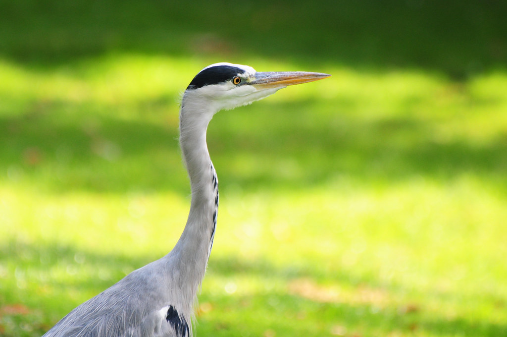 Grey Heron (Ardea cinerea) on a Lawn - Close-Up