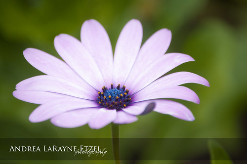 park county flower macro green nature closeup landscape spring amazing flora nikon pretty blossom bokeh ks violet explore bloom kansas topeka fabulous shawnee discover gagepark hearland shawneecounty d5000 andrealarayneetzel