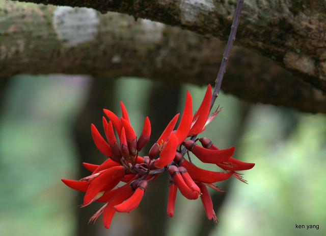 DSC_0409 flower of coral bean tree