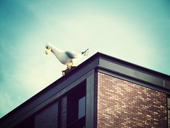 Mine Seagull overlooking Hollis & Park