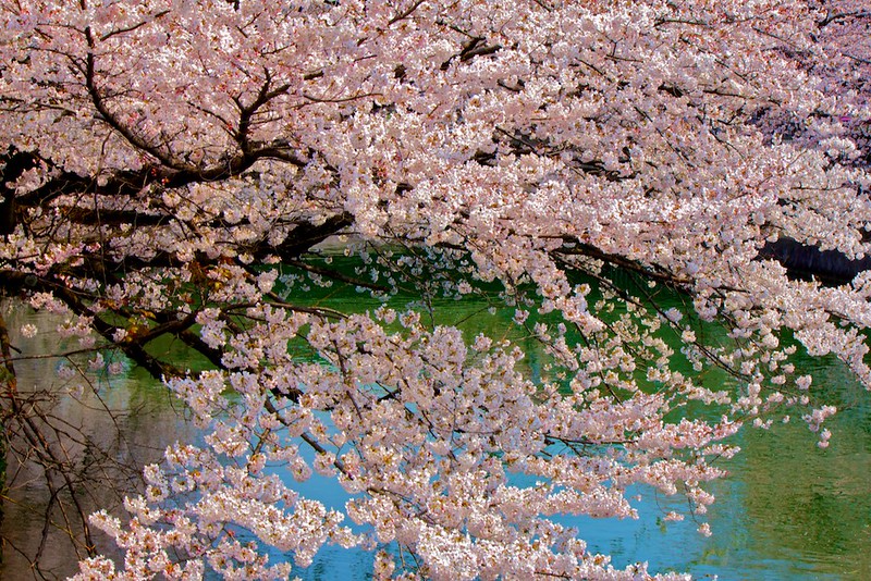 Spirit of the Edo Period Kyoto Japan Checks and Cherry Blossom Furoshiki 