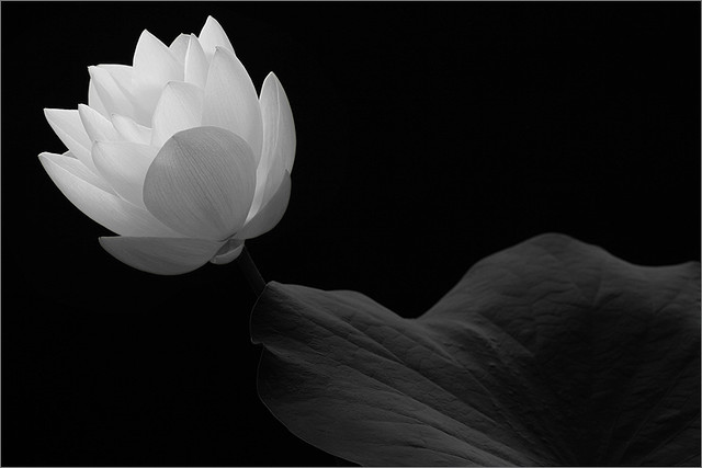 Black and white lotus flower - IMG_6119-3-800