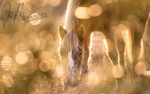 morning horse usa beach grass sunrise canon nationalpark md bokeh wildlife magic dune maryland pony backlit assateagueisland equestrian backlighting assateague wildhorse 400mm f56l justinnixon