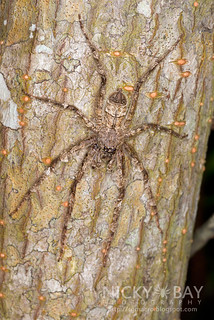 Huntsman Spider (Pandercetes sp.) - DSC_0913