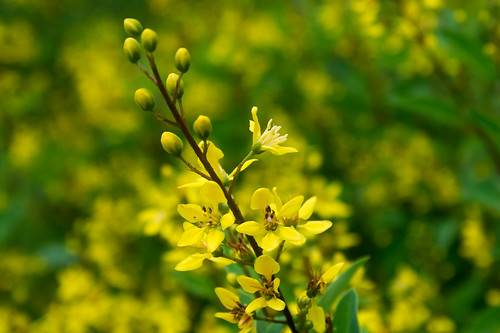 india flower green yellow closeup leaf dof samsung crop bud tamilnadu mahabalipuram kumar kumaravel nx100 samsungnx persephonesgarden samsungnx100 nx100samsung