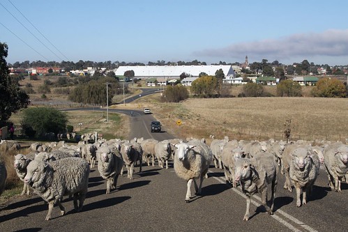 Herding sheep to market in Harden, NSW