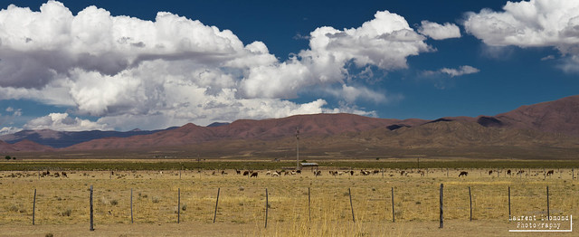 Argentina, Andean Northwest, Yavi, 20121116