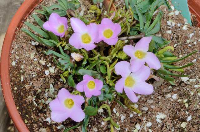Oxalis polyphylla var. heptaphylla 花朵