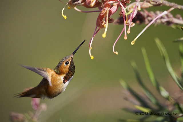 Male Allen's Hummingbird Searching For Nectar